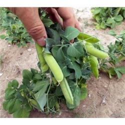 Горох Мальчик С Пальчик — Tom Thumb Pea (10 семян)