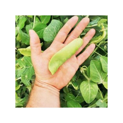 Горох Гигантский Сахарный Орегонский — Oregon Giant Pea (10 семян)
