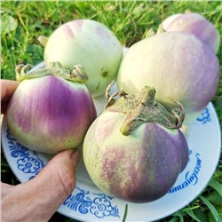 Баклажан Зелёное Румяное Яблоко — Green Apple Blush (10 семян)