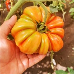 Помидоры Марманд от Мадам Гарньер из Парижа — MARMANDE GARNIER Tomatoes (10 семян)