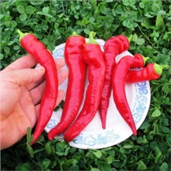 Перец из Болгарии Сиврия — Пипер Сиврия (10 семян)