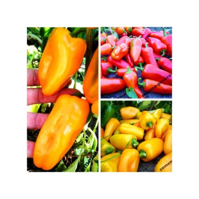 Сладкие Мини-перчики Три Цвета — Sweet Mini Peppers Three Colors (10семян)