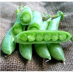 Снеп Горох — Snap Peas (10 семян)