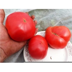 Помидоры — Santa Maria Rosa (10 семян)