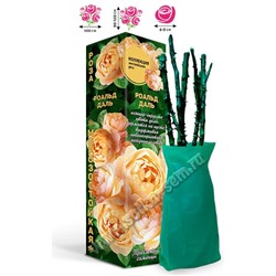Роза Роальд Даль (шраб) Английская абрикосовая