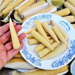 Японская Голозёрная Мини Кукуруза Baby Corn — ヤングコーン (20 семян)