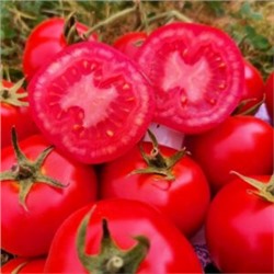 Помидоры Дикий Ангел — Muñeca Brava Tomato(СУПЕР УСТОЙЧИВОСТЬ к КЛАДОСПОРИОЗУ) (10 семян)