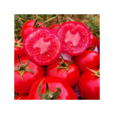 Помидоры Дикий Ангел — Muñeca Brava Tomato(СУПЕР УСТОЙЧИВОСТЬ к КЛАДОСПОРИОЗУ) (10 семян)
