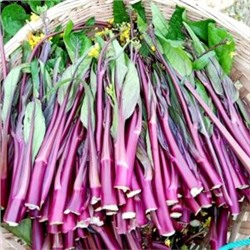 Хуншаньская капуста Косаитаи 金殿 玉 菜 — Нефритовая Сокровищница Золотого Буддийского Храма Баотун (50 семян)
