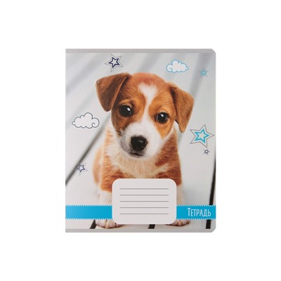 Комплект тетрадей из 10 штук, 18 листов в линию Calligrata "Домашние животные", обложка мелованный картон, ВД-лак, блок офсет, 5 видов по 2 штуки