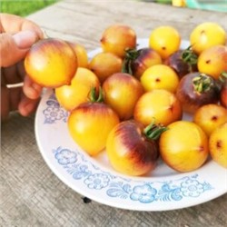 Помидоры Обворожительное Сердечко — Belle Coeur (H34 Gelb) Tomato (10 семян)