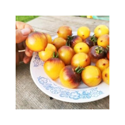Помидоры Обворожительное Сердечко — Belle Coeur (H34 Gelb) Tomato (10 семян)