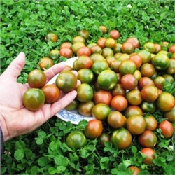 Помидоры Evil Olive — Сердитая Маслина (10 семян)
