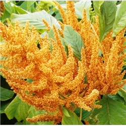 Амарант Зерновой Оранжевый Гигант — Orange Giant Amaranth (500 семян)