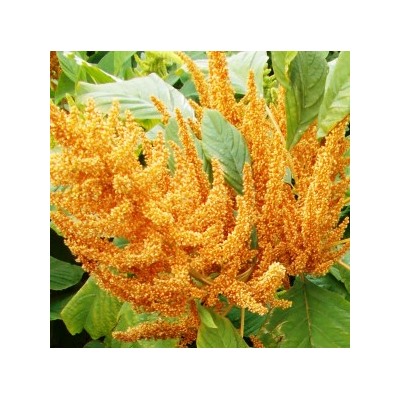 Амарант Зерновой Оранжевый Гигант — Orange Giant Amaranth (500 семян)