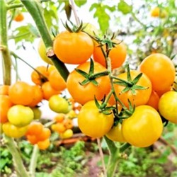 Помидоры Сербская Тыквочка Бундивиче — Bundevice Tomato (10 семян)