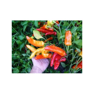 Перец Бочковой — Golden Yellow Wax (10 семян)