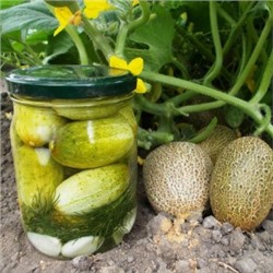 Огурец Изначальный Древнерусский (10 семян)