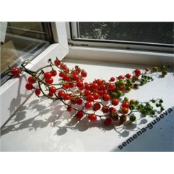 Томат Дикий Lycopersicon pimpinellifolium (10 семян)