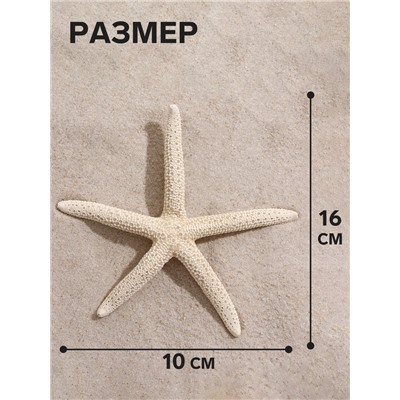 Морская звезда декоративная, 10-16 см