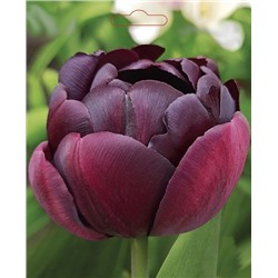 Тюльпан Пальмира 12/14 (Код: 93351)