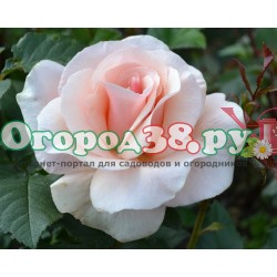 Роза Грация 1шт (спрей) нежно-розовая