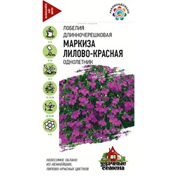 Лобелия Маркиза Лилово-красная