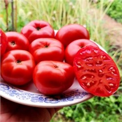 Помидоры Монгольский Карлик — Mongolian Dwarf Tomato (10 семян)