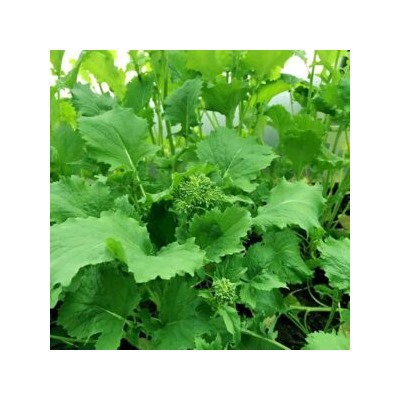 Брокколетти Рапини Итальянская Листовая Брокколи — Rapini Broccoletti (100 семян)