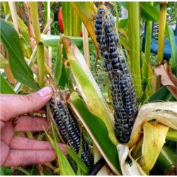 Цветная Кукуруза Ацтеков — Multicolor Aztec Corn (15 семян)
