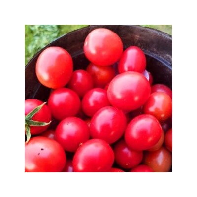 Помидоры Портер — Porter Tomato (10 семян)