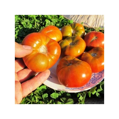Помидоры Гном Медная Голова — Dwarf Copperhead Tomato (10 семян)