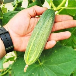 Огурцы Канадский Деликатес — Canadian Delicious Cucumber (10 семян)