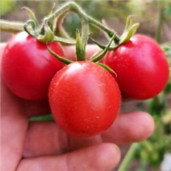 Помидоры Портер — Porter Tomato (10 семян)