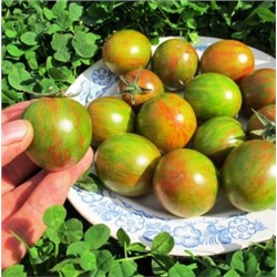 Помидоры Зелёный Шмель — Tomato Green Bumble Bee (10 семян)