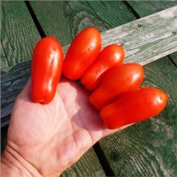 Помидоры Fingers of Naples — Дамские Пальчики из Неаполя (10 семян)