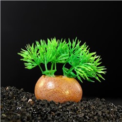 Растение искусственное аквариумное на камне, 5 x 4 x 7 см