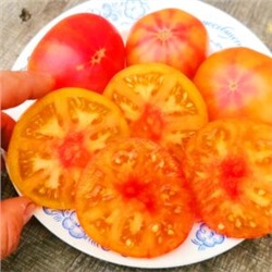 Помидоры Головокружительный Русский — Russian Swirl Dwarf Tomato (10 семян)