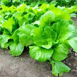 Хиросимана — Сладкая Японская Листовая Капуста — 広島菜 — Hiroshimana Cabbage (40 семян)