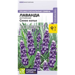 Лаванда Синее копье узколистная/Сем Алт/цп 5 шт. многолетник НОВИНКА