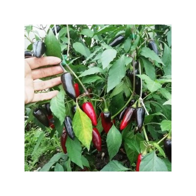 Перец Халапеньё Чёрный — Jalapeno Black ,(10 семян)