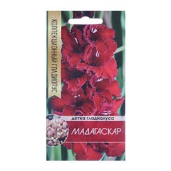 Клубнепочка гладиолуса Мадагаскар (темно-бордовый), 5 шт.