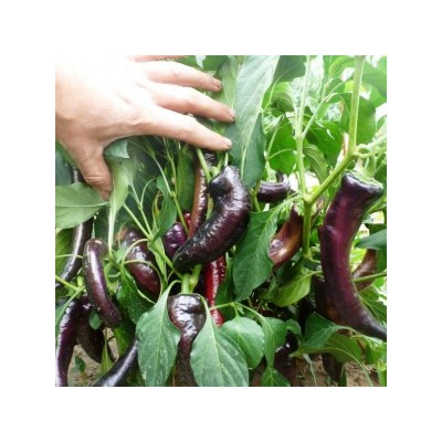 Перец сладкий Purple Marconi — Маркони Фиолетовый (10 семян)