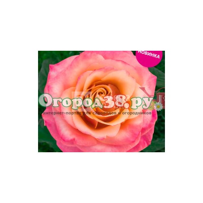 Роза Пич морн 1шт (ч/г) персик-розовая махр