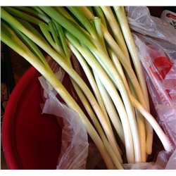 Лук На Зелень — Spring Onion (160 семян)