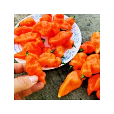 Сладкий Перец Хабанеро Хабанада — Pepper Sweet Habanero Habanada (5 семян)