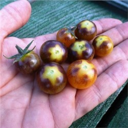 Помидоры — Amethyst Cream Cherry — Аметист Крем Черри (10 семян)