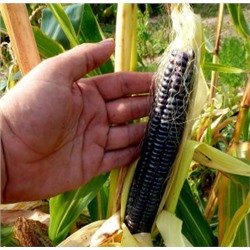 Чёрная Кукуруза Ацтеков — Black Aztec Corn (25 семян)