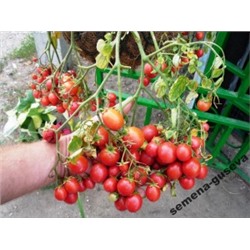 Помидоры для подвесных корзин, ампельные — Garden Pearl (10 семян)