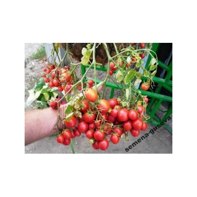 Помидоры для подвесных корзин, ампельные — Garden Pearl (10 семян)
